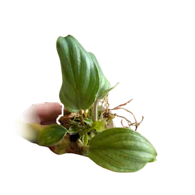 Baby Philodendron plowmanii 3
